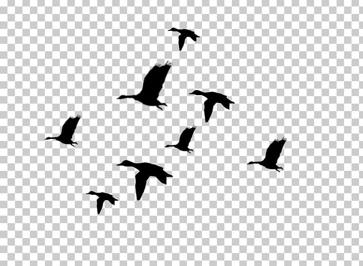 Duck Mallard Flight Bird PNG, Clipart, American Black Duck, Beak, Bird, Black And White, Clip Art Free PNG Download