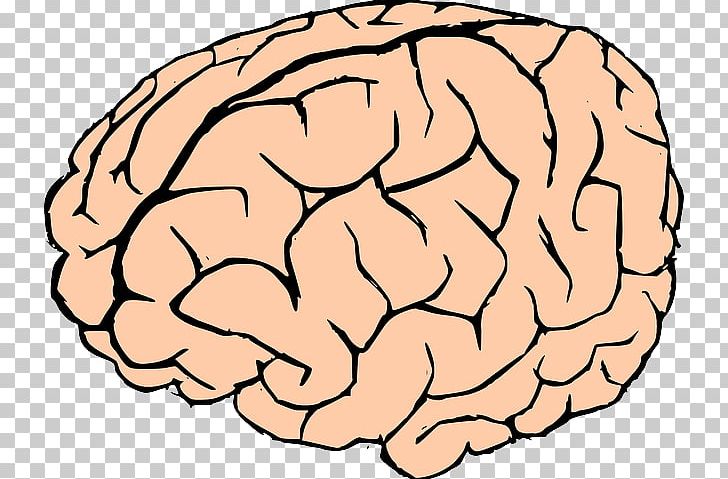 Human Brain PNG, Clipart, Area, Brain, Brain Games Cliparts, Cartoon, Drawing Free PNG Download