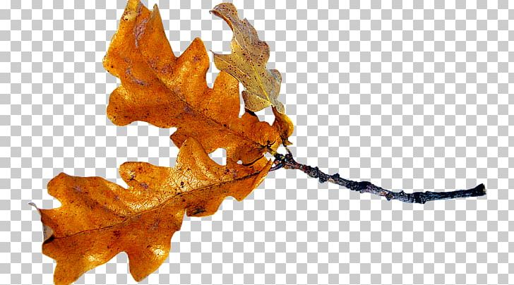 Leaf Photography Maple Leaf PNG, Clipart, Acorn, Autumn, Bitmap, Branch, Computer Icons Free PNG Download