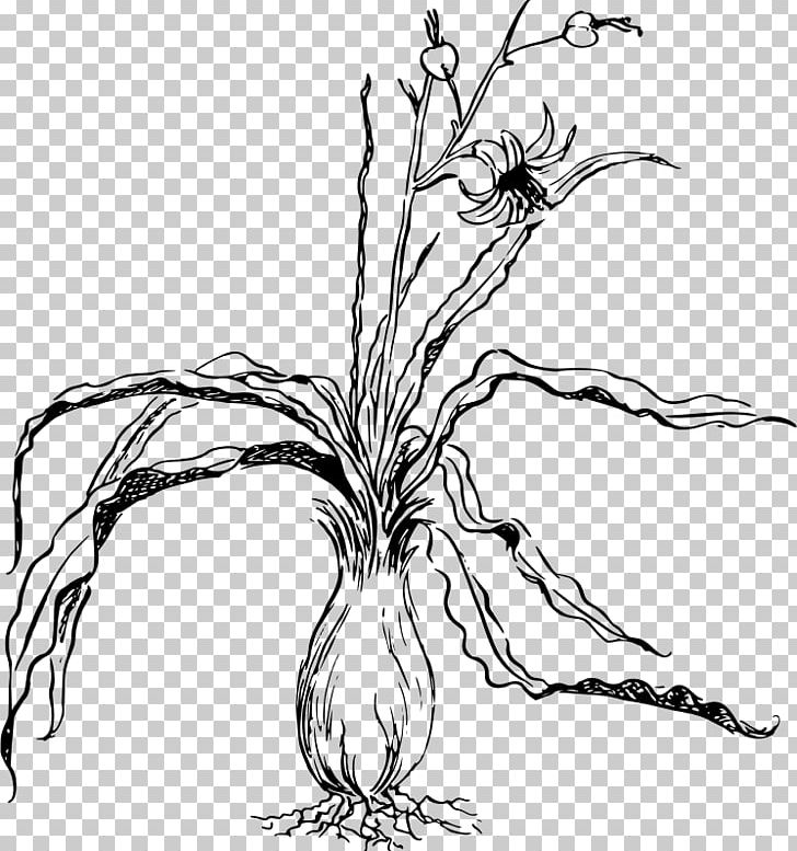 Perennial Plant Sarracenia Purpurea PNG, Clipart, Artwork, Black And White, Branch, Chlorogalum, Darlingtonia Californica Free PNG Download
