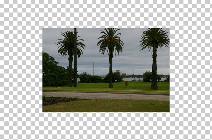 Real Property Land Lot Date Palm Ecosystem PNG, Clipart, Area, Arecales, Date Palm, Ecosystem, Food Drinks Free PNG Download
