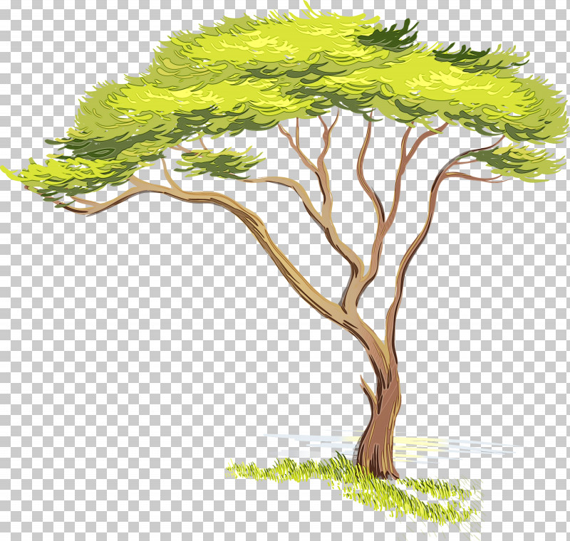 Tree Green Vegetation Plant Woody Plant PNG, Clipart, Branch, Grass, Green, Paint, Plant Free PNG Download