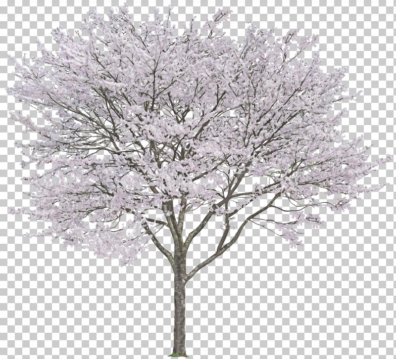 Tree Woody Plant Plant Branch Twig PNG, Clipart, Blossom, Branch, Flower, Frost, Plant Free PNG Download