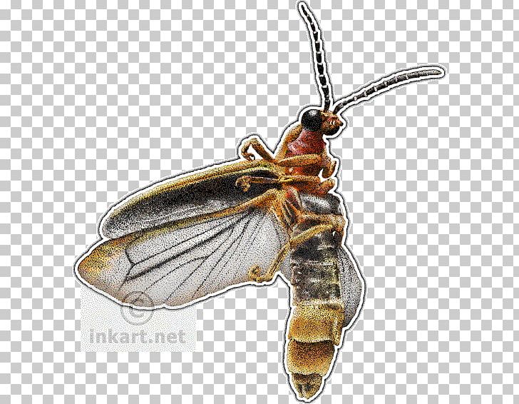 Beetle Firefly Drawing Photinus Pyralis PNG, Clipart, Animals, Art, Arthropod, Bee, Beetle Free PNG Download