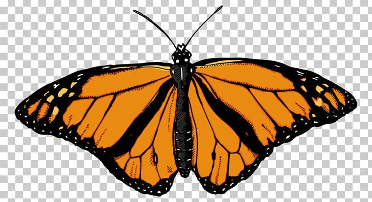 Butterfly Insect PNG, Clipart, Arthropod, Brush Footed Butterfly, Butterfly, Butterfly Clipart, Download Free PNG Download