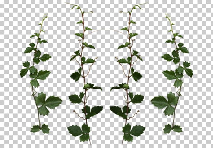 Plant Vine Tree Clipping Path PNG, Clipart, Branch, Clipping Path, Drawing, Flora, Flower Free PNG Download
