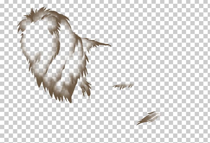 Feather Bird Of Prey Lion Beak PNG, Clipart, Animals, Beak, Bird, Bird Of Prey, Black Lion Free PNG Download