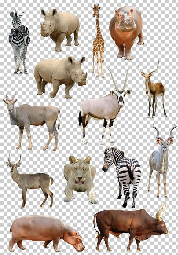 Giraffe Antelope Common Eland Gemsbok Stock Photography PNG, Clipart, Africa, Animal, Animals, Antelope, Cattle Free PNG Download