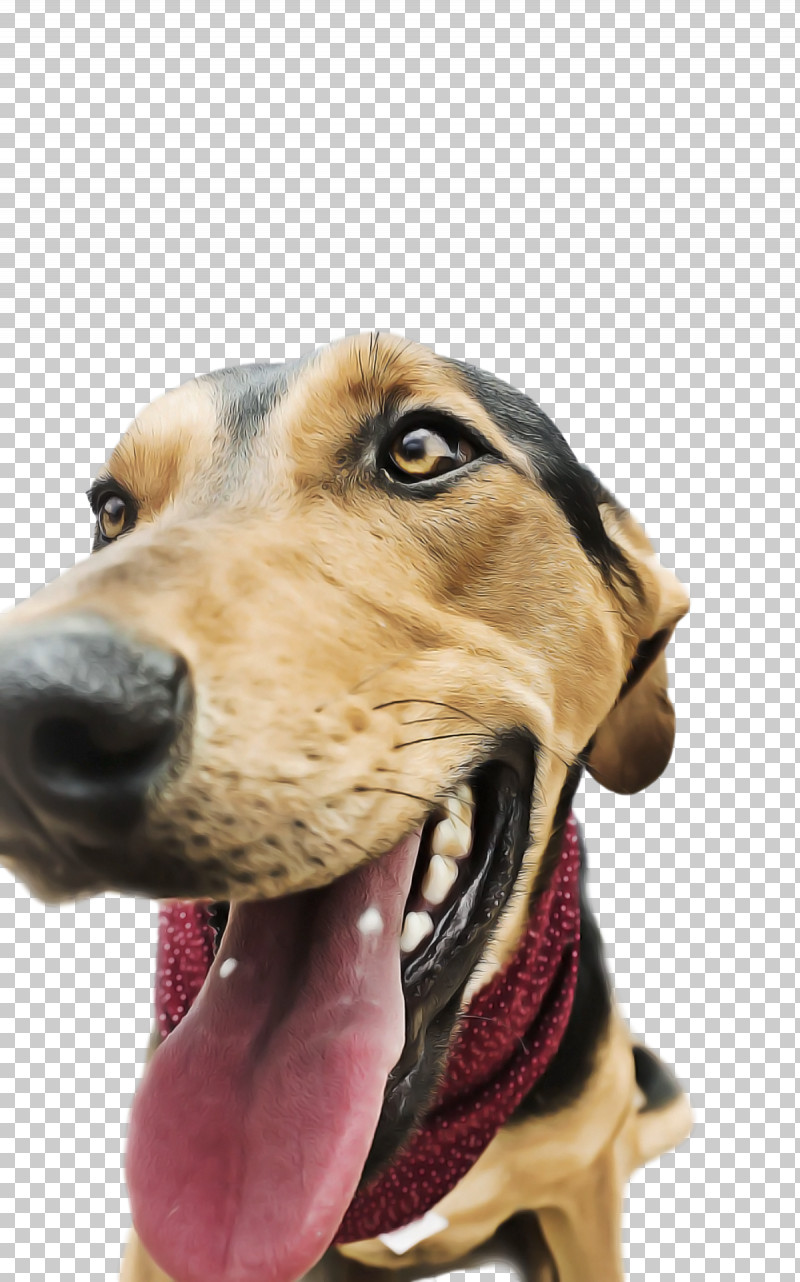 Treeing Walker Coonhound Redbone Coonhound Snout Hound Black And Tan Coonhound PNG, Clipart, Black And Tan Coonhound, Breed, Coonhound, Crossbreed, Dog Free PNG Download