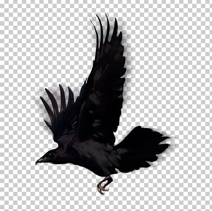 Bird American Crow Common Raven PNG, Clipart, Accipitriformes, American Crow, Animals, Bald Eagle, Beak Free PNG Download