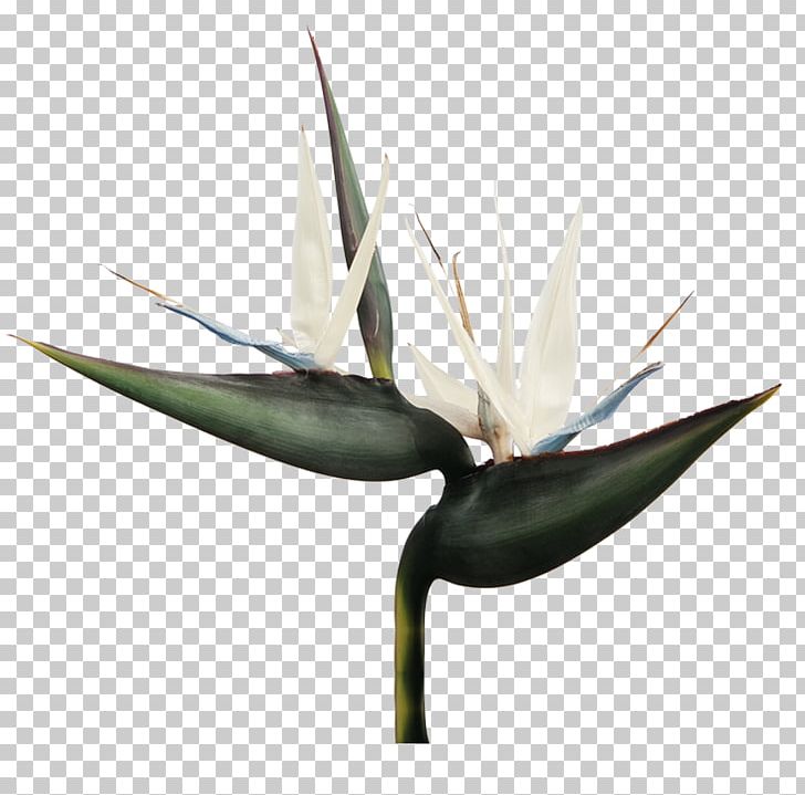 Bird Of Paradise Flower Lobster-claws Strelitzia Nicolai Marantaceae PNG, Clipart, Agave, Agave Azul, Aloe, Animals, Banana Free PNG Download