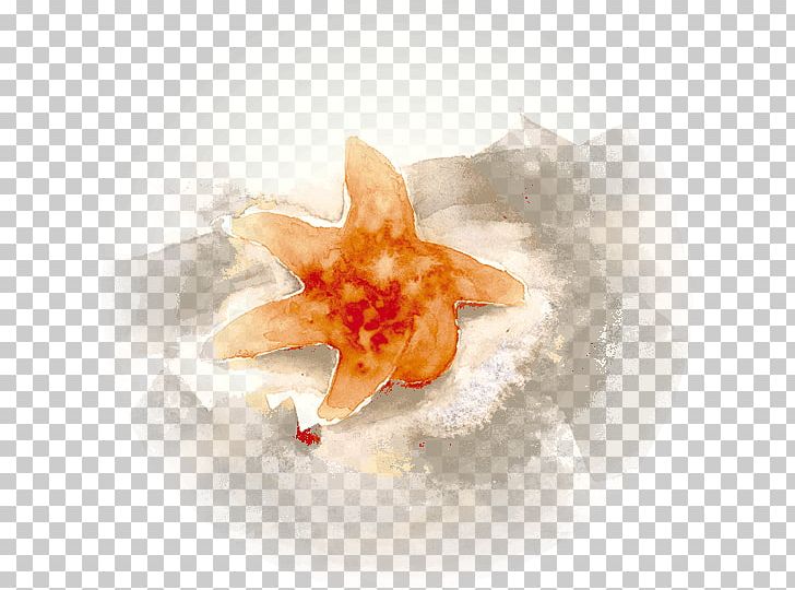 Seashell Conch PNG, Clipart, Animals, Conch, Seashell, Sea Star Free PNG Download