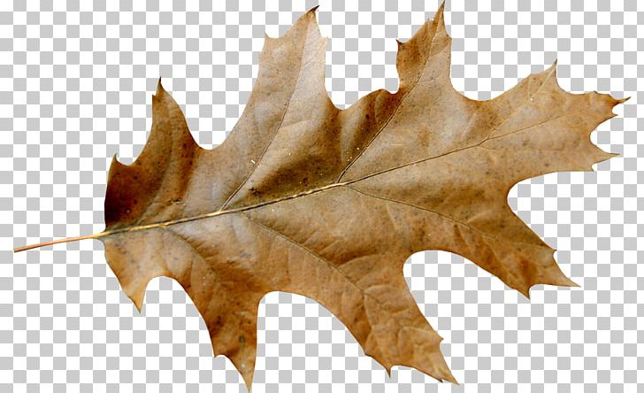 Autumn Leaf Color Portable Network Graphics Graphics PNG, Clipart, Acorn, Autumn, Autumn Leaf Color, Autumn Leaves, Cari Free PNG Download