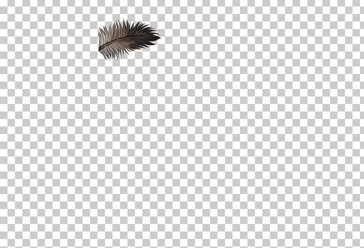 Feather Fur Wing Tail Eyelash PNG, Clipart, Animal, Animals, Black, Black M, Closeup Free PNG Download