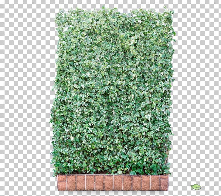 Hedge Common Ivy Shrub Hedera Hibernica Red Tip Photinia PNG, Clipart, Common Ivy, Evergreen, Fence, Flowerpot, Grass Free PNG Download