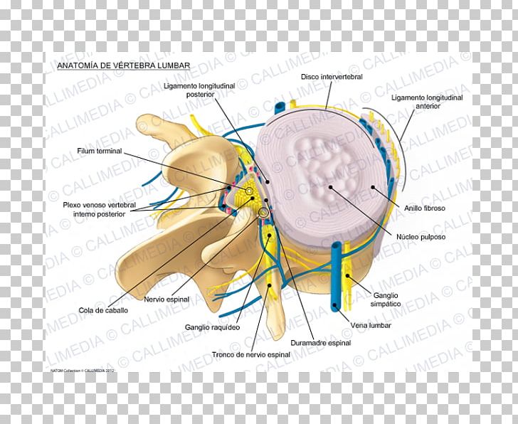 Lumbar Vertebrae Vertebral Column Spinal Disc Herniation Anatomy PNG, Clipart, Anatomy, Angle, Area, Bone, Cervical Vertebrae Free PNG Download