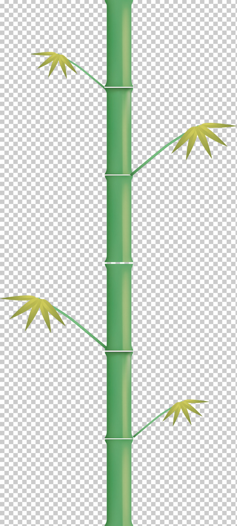 Bamboo Leaf PNG, Clipart, Bamboo, Hemp Family, Leaf, Line, Plant Free PNG Download