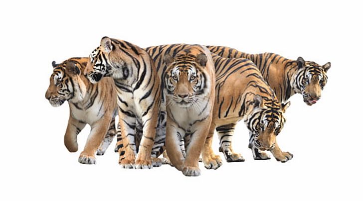 Bengal Tiger Stock Photography White Tiger PNG, Clipart, Alamy, Animal Figure, Animals, Bengal, Bengal Tiger Free PNG Download