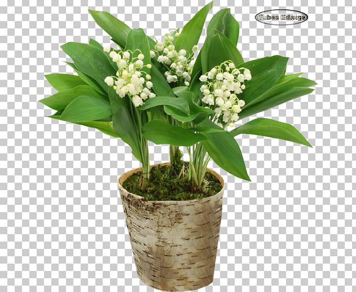Cut Flowers Florist BeBloom.com (Orleans) Lily Of The Valley Floristry PNG, Clipart, 1 May, Cut Flowers, Florist, Floristry, Flower Free PNG Download