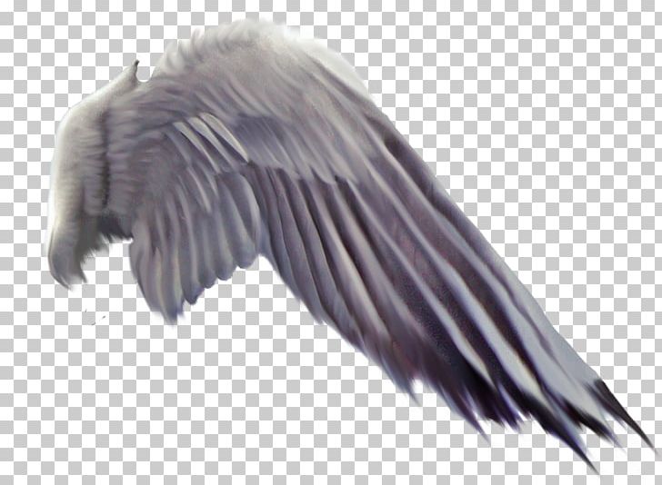 Bird Flight Wing Vulture PNG, Clipart, Angel, Animals, Beak, Bird, Bird Flight Free PNG Download