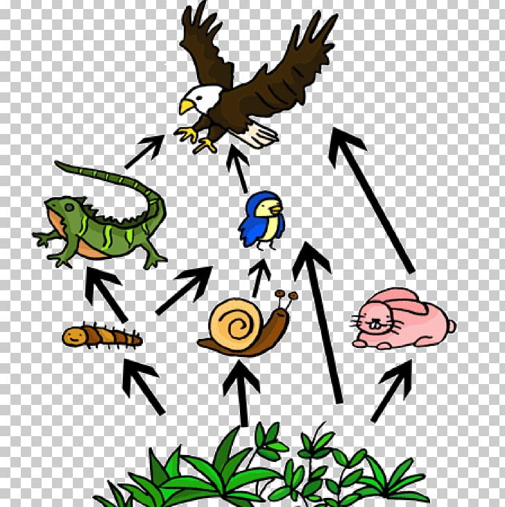 Food Web Food Chain PNG, Clipart, Art, Artwork, Beak, Bird, Branch Free PNG Download