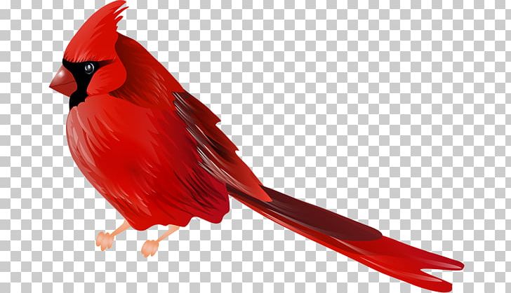 Northern Cardinal Bird PNG, Clipart, Animals, Art, Beak, Bird, Cardinal Free PNG Download