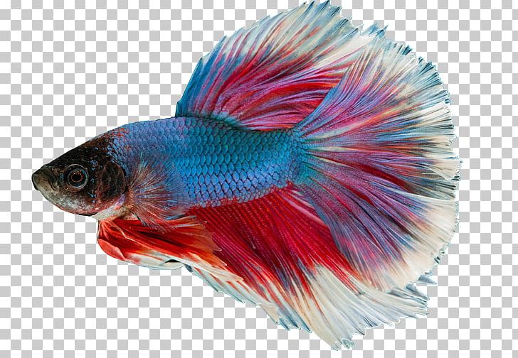 Siamese Fighting Fish Aquarium Green Swordtail Pet PNG, Clipart, Angelfish, Animals, Aquarium, Coral Reef Fish, Fin Free PNG Download