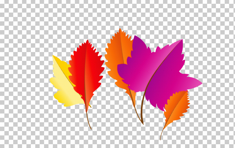 Maple Leaf PNG, Clipart, Alocasia, Autumn Leaf, Biology, Cartoon Leaf, Chloroplast Free PNG Download