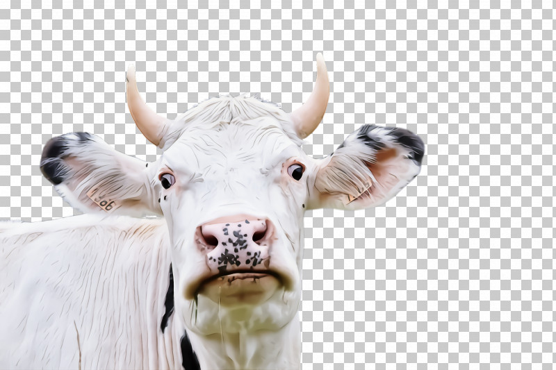 White Horn Bovine Nose Head PNG, Clipart, Bovine, Closeup, Dairy Cow, Ear, Head Free PNG Download
