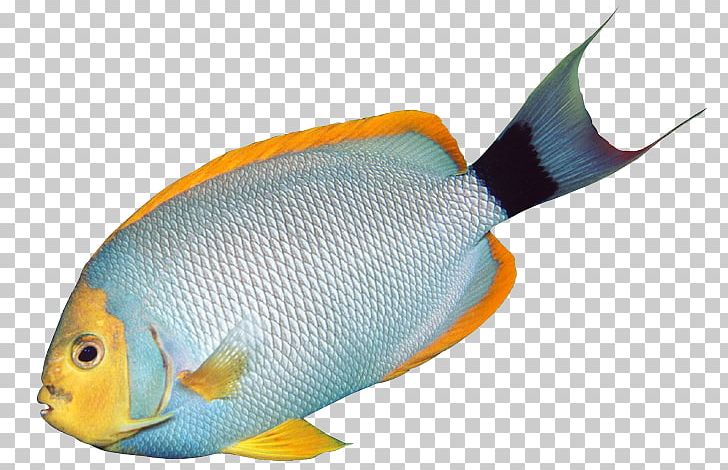 Angelfish Tropical Fish Bass PNG, Clipart, Angelfish, Animal, Aquarium, Bass, Clownfish Free PNG Download