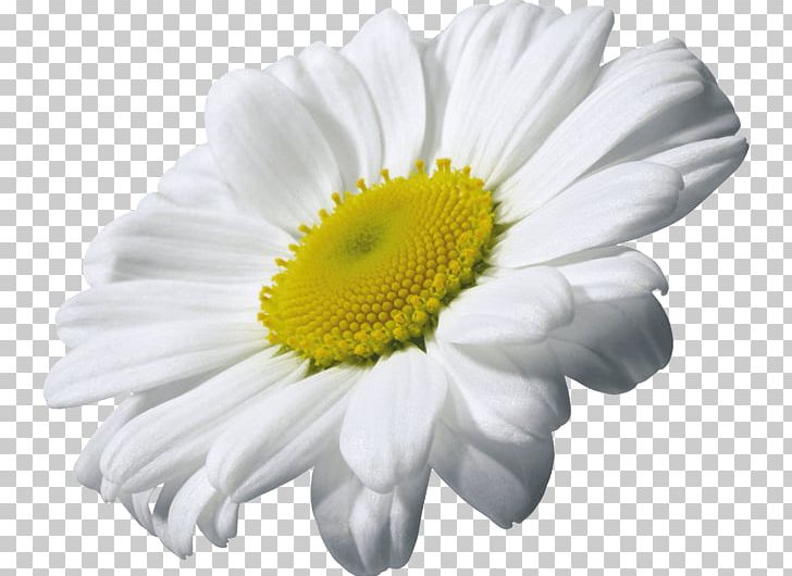 Chamomile PNG, Clipart, Chr, Chrysanthemum, Chrysanthemum Chrysanthemum, Chrysanthemums, Chrysanthemum Tea Free PNG Download