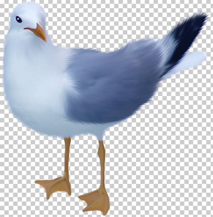 Gull PNG, Clipart, Gull Free PNG Download