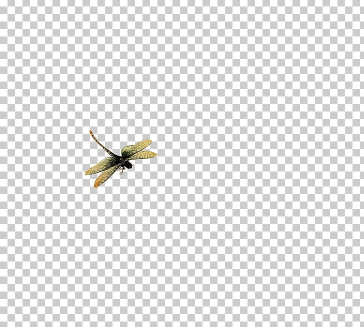 Insect Yellow Membrane Pattern PNG, Clipart, Dragonfly, Flight, Fly, Flying, Flying Bird Free PNG Download