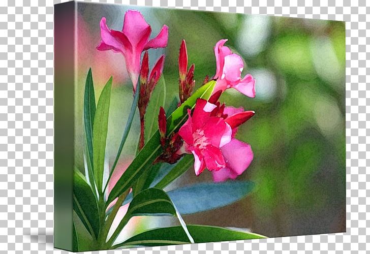 Kind Petal Plant Stem Wildflower PNG, Clipart, Art, Flora, Flower, Flowering Plant, Food Drinks Free PNG Download