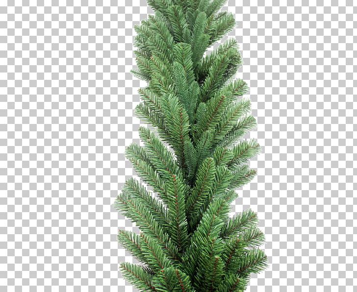 Spruce Christmas Tree Garland PNG, Clipart, Biome, Christmas, Christmas Decoration, Christmas Tree, Conifer Free PNG Download