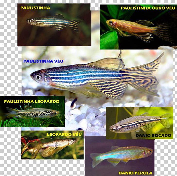 Zebrafish Aquariums Fishkeeping PNG, Clipart, Advertising, Animals, Aquarium, Aquariums, Barb Free PNG Download