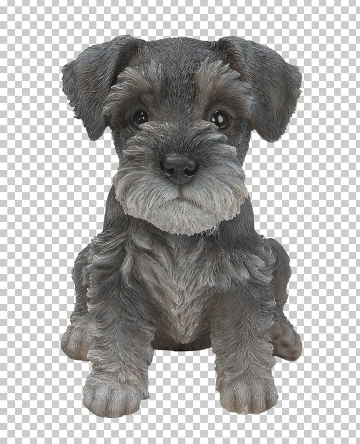 Miniature Schnauzer Puppy Standard Schnauzer Shih Tzu Rottweiler PNG, Clipart, Animals, Bichon Frise, Carnivoran, Cesky Terrier, Companion Dog Free PNG Download