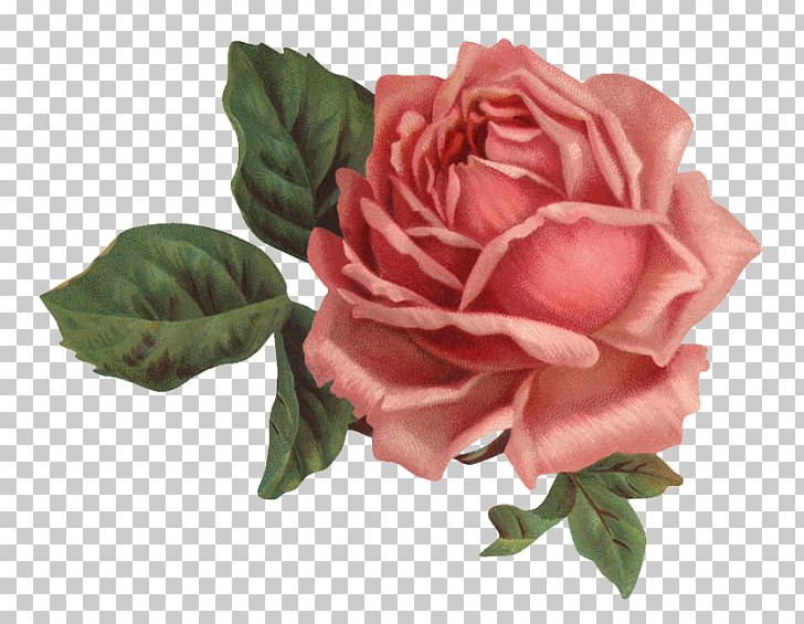 Paper Rose Pink Flowers PNG, Clipart, Artificial Flower, China Rose, Collage, Cut Flowers, Decoupage Free PNG Download