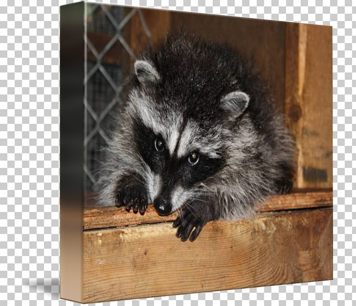 Whiskers Raccoon Gallery Wrap Viverrids Fur PNG, Clipart, Animals, Art, Canvas, Fauna, Fur Free PNG Download
