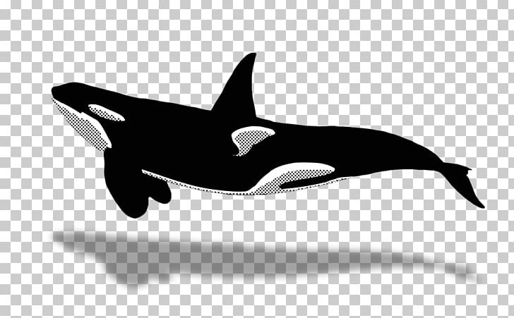 Dolphin Killer Whale Sperm Whale Porpoise PNG, Clipart, Animal, Animals, Beak, Beluga Whale, Black And White Free PNG Download