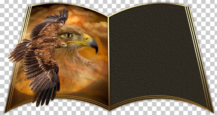 Bird Of Prey Beak Eagle Animal PNG, Clipart, Animal, Animals, Beak, Bird, Bird Of Prey Free PNG Download