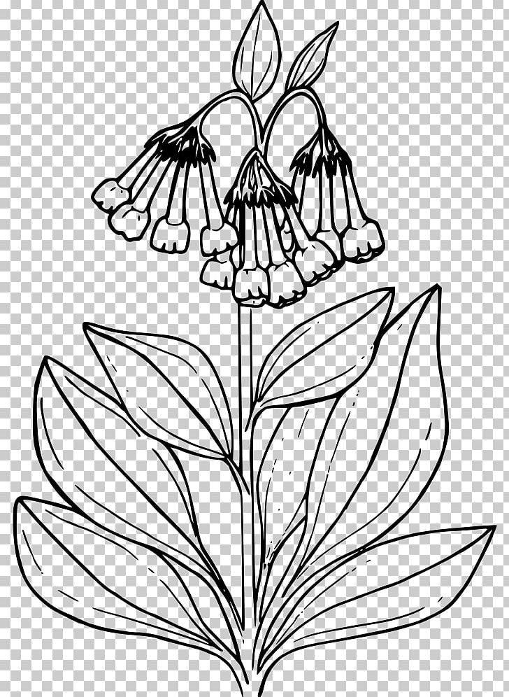 Coloring Book Common Bluebell Drawing PNG, Clipart, Artwork, Black And White, Branch, Color, Coloring Book Free PNG Download