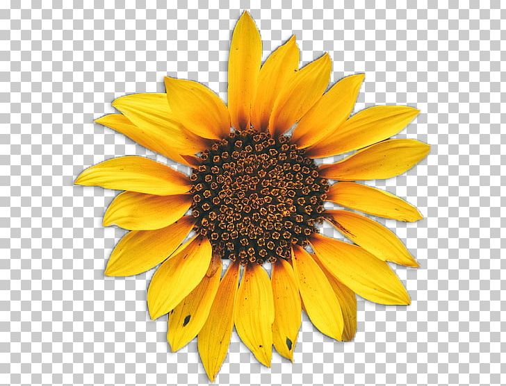 Common Sunflower Drawing PNG, Clipart, Annual Plant, Common Daisy, Common Sunflower, Daisy Family, Drawing Free PNG Download