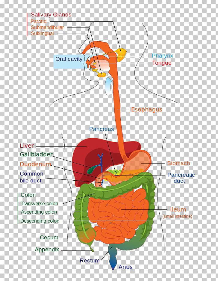 Human Digestive System Gastrointestinal Tract Digestion ...