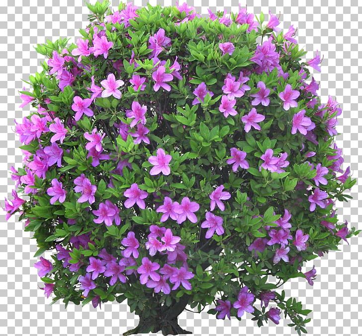 Psd Garden Portable Network Graphics Flower Shrub PNG, Clipart, Annual Plant, Flower, Flower Garden, Flowering Plant, Garden Free PNG Download