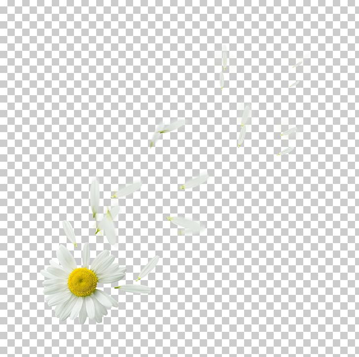 Common Daisy Oxeye Daisy Petal Flower Plant PNG, Clipart, Black And White, Com, Common Daisy, Computer, Computer Wallpaper Free PNG Download