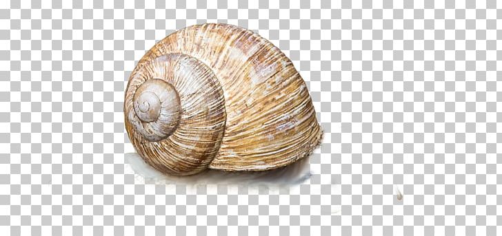 Gastropods Clam Snail Escargot Conchology PNG, Clipart, Animal, Animals, Caracol, Clam, Clams Oysters Mussels And Scallops Free PNG Download