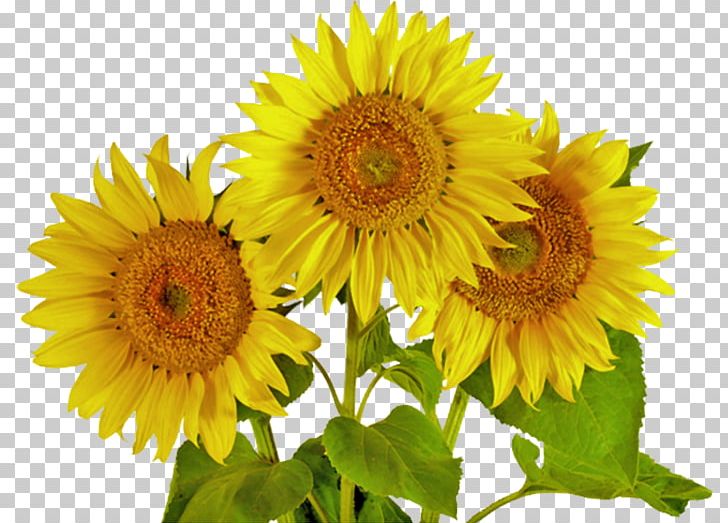 Common Sunflower Silage PNG, Clipart, Annual Plant, Clip Art, Common Sunflower, Cut Flowers, Daisy Family Free PNG Download