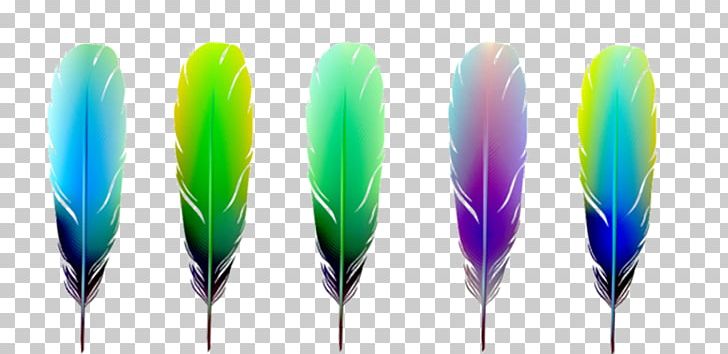 Feather Color Euclidean Material PNG, Clipart, Animals, Beautiful, Beautiful Feathers, Chemical Element, Color Free PNG Download