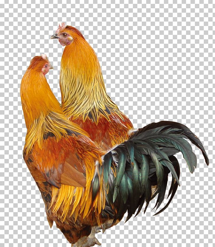 Silkie Rooster Poultry PNG, Clipart, Animal, Animals, Badminton Shuttle Cock, Beak, Big Cock Free PNG Download